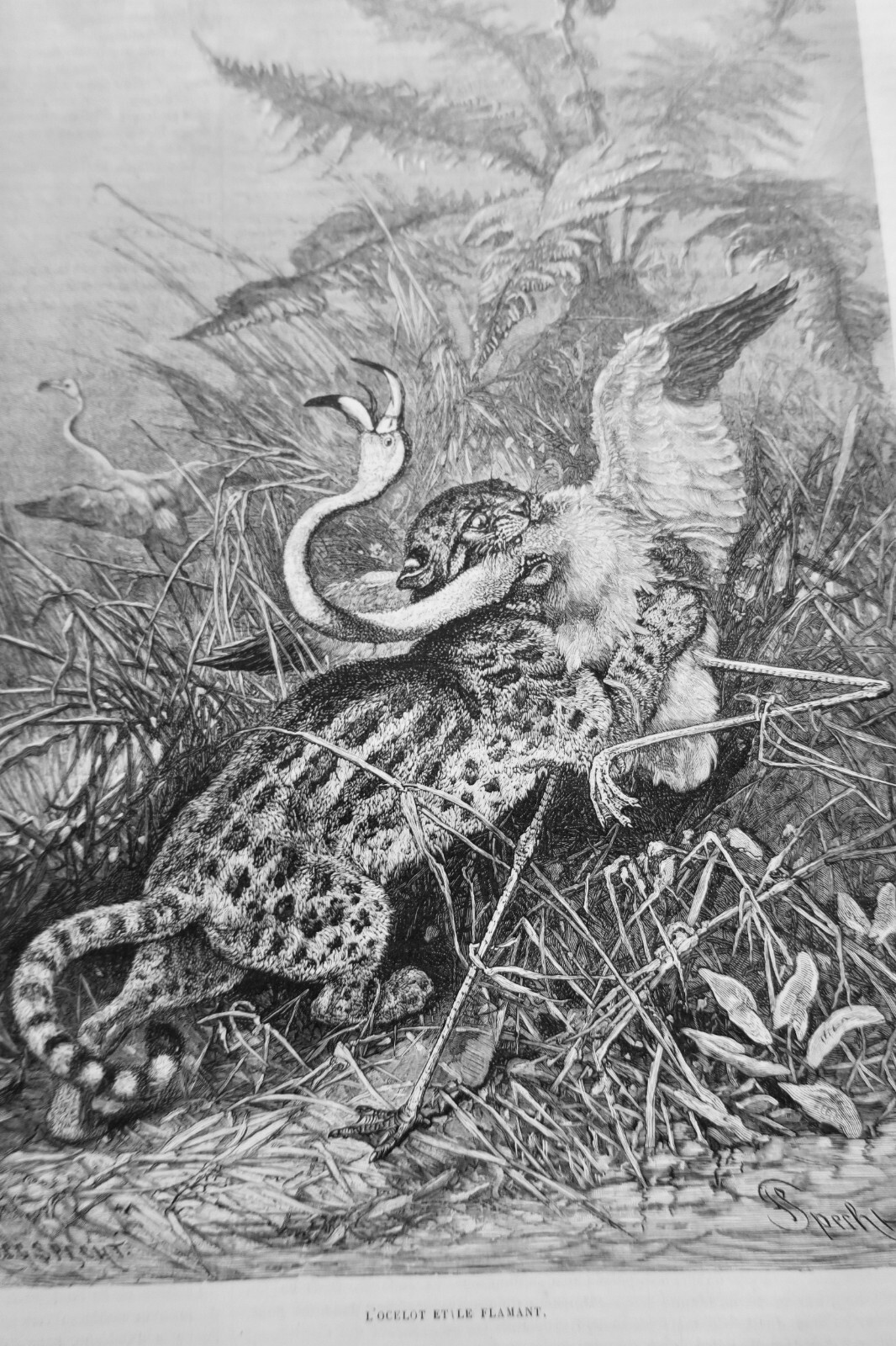 Chasse illustrée - Journal des chasseurs et de la vie à la campagne 1880 – Image 8