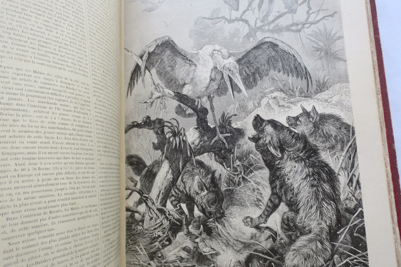 Chasse illustrée - Journal des chasseurs et de la vie à la campagne 1880 – Image 4