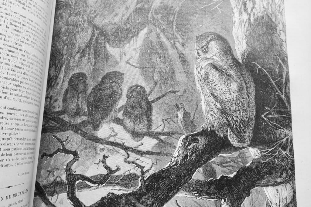 Illustrated Hunting Journal 1880