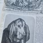 Illustrierte Jagdzeitung - Journal der Landgüter 1869-1870