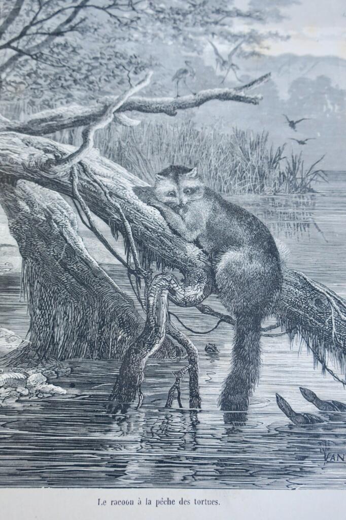 Chasse illustrée – Journal des plaisirs de la ferme et du château 1869-1870
