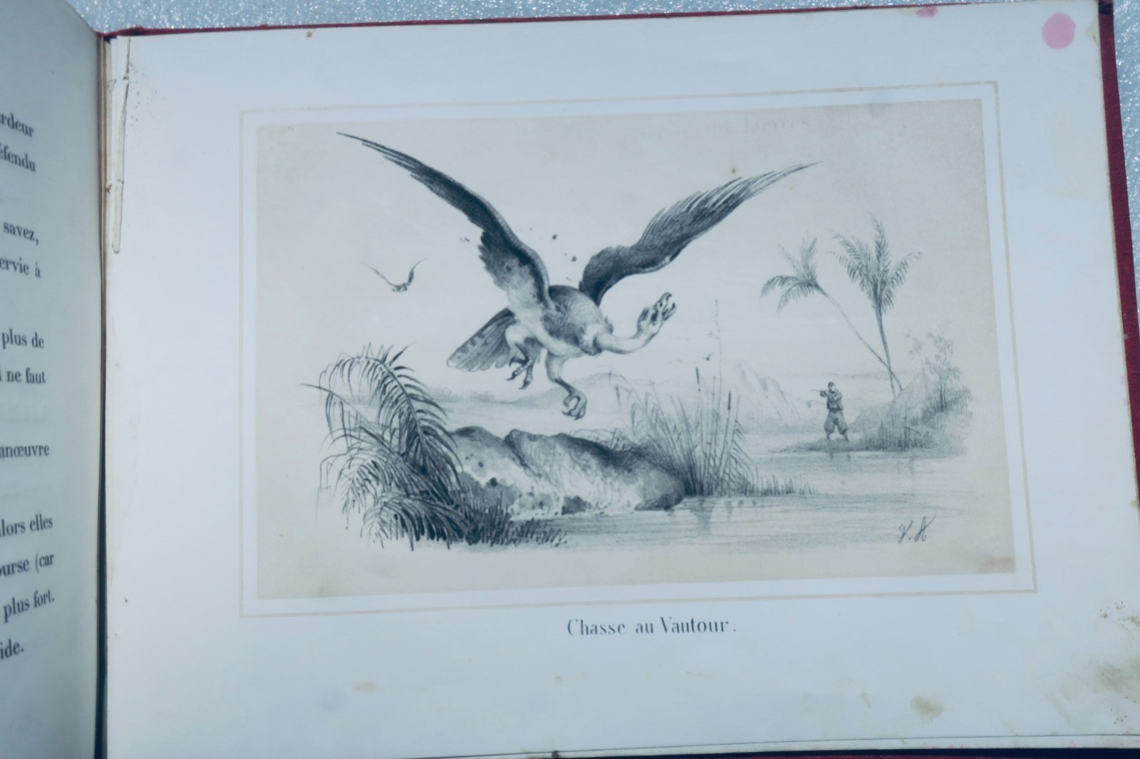 Chasses en Afrique illustrées par Victor Adam – Image 5