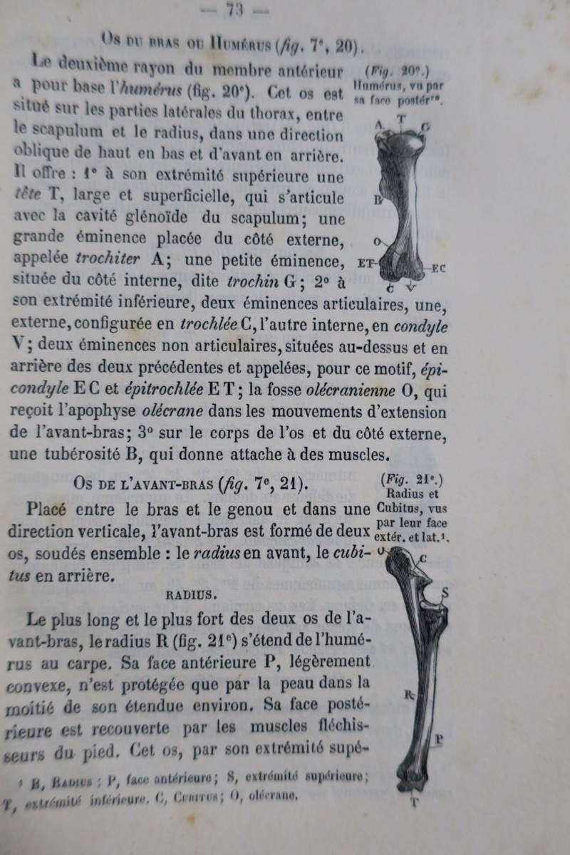 Militärisches Pferdekundehandbuch - Image 3