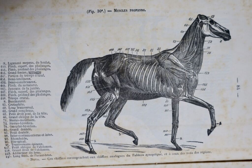 Equestrian Training Manual for Officers