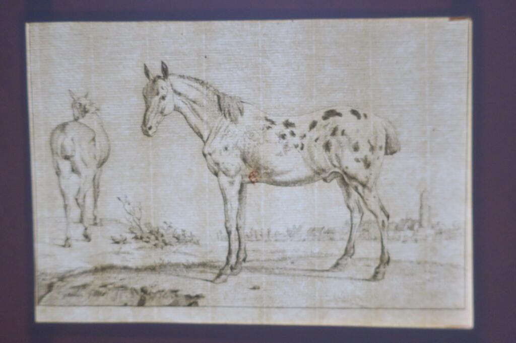 Cheval gravures originales sur cuivre XVè & XVIIè Paülus Potter, Brescia