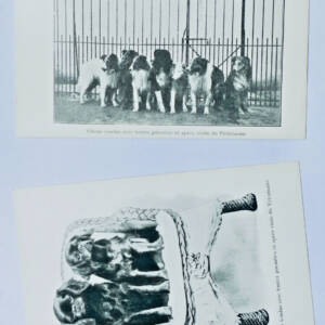 chiens ven.. avec toutes garanties 2 Cartes postales anciennes Les plus beaux
