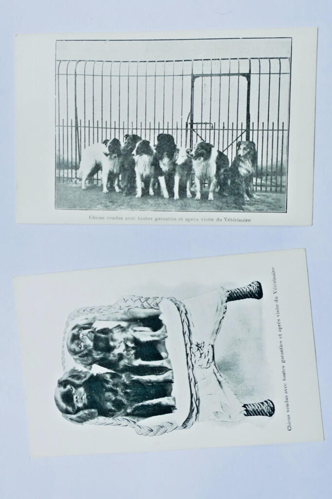Charming Vintage Dog Postcards