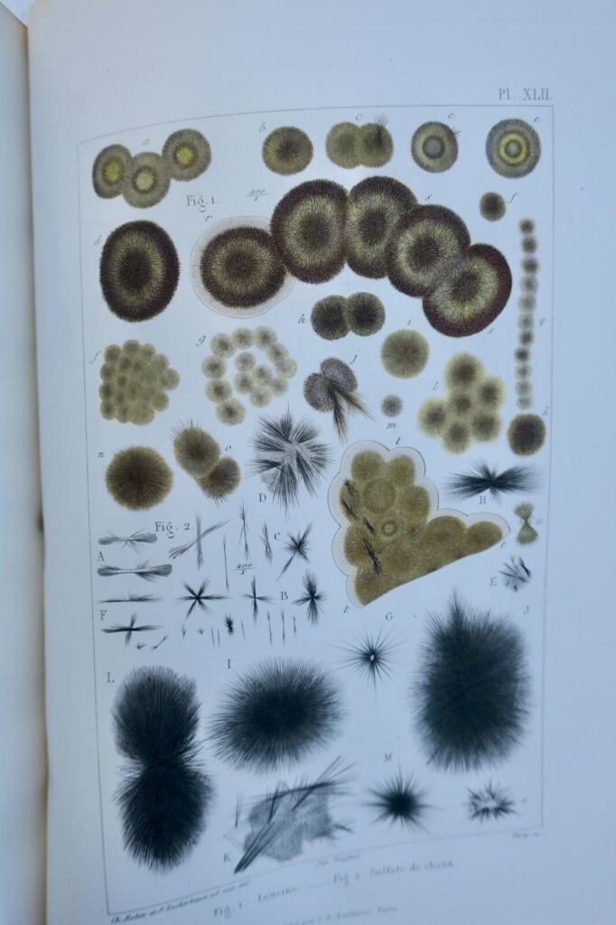 Anatomical and physiological chemistry of human and mammalian bodies