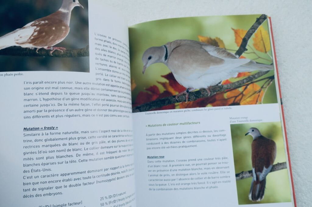 Doves and small dove species care guide