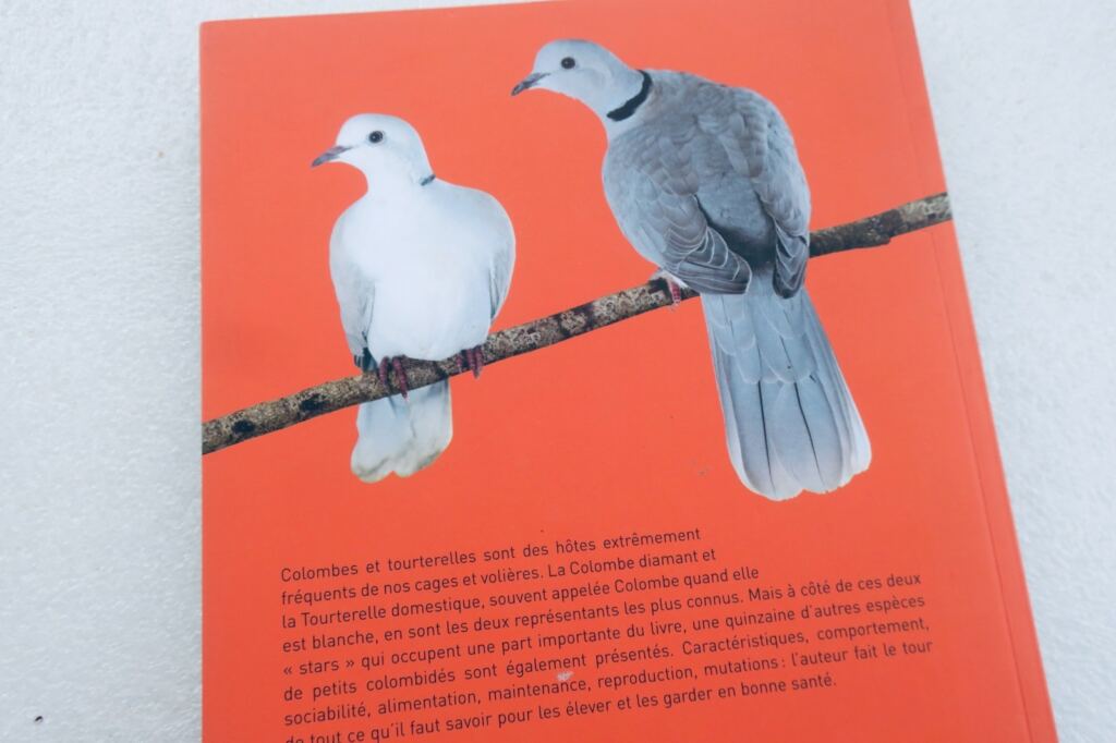 Doves and small dove species care guide