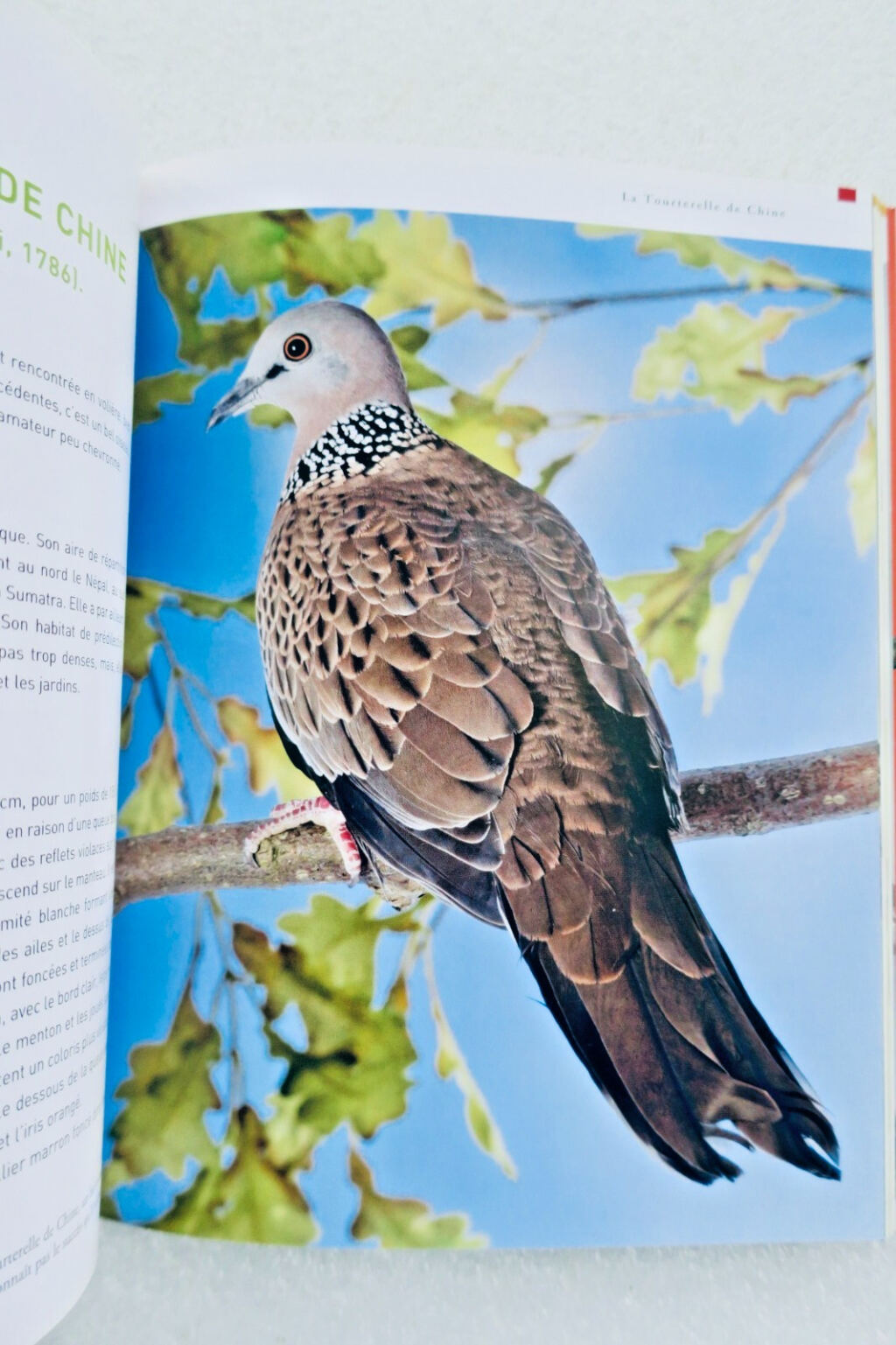 Doves and small dove species care guide