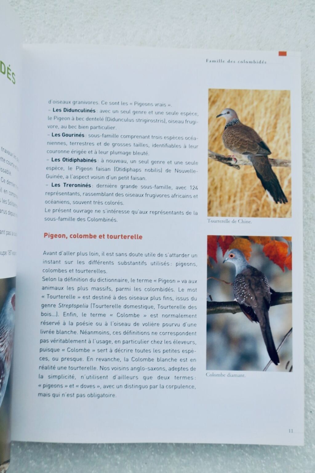 Doves and small dove species care guide