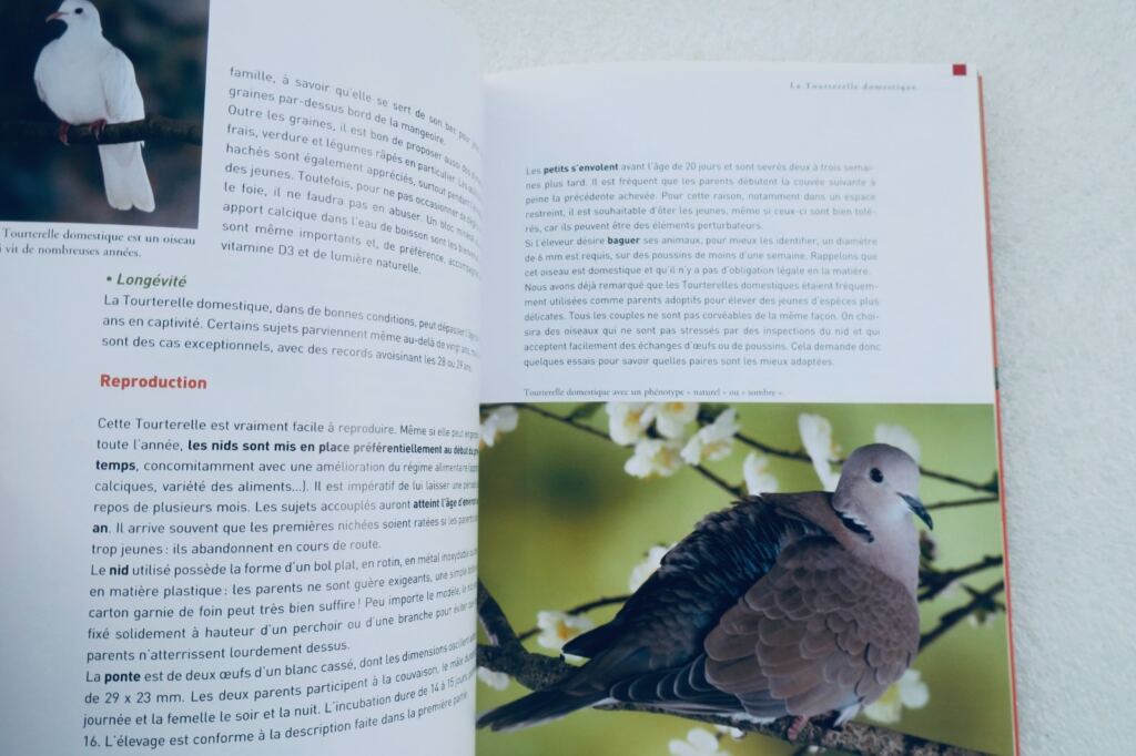 Doves and small dove species care guide