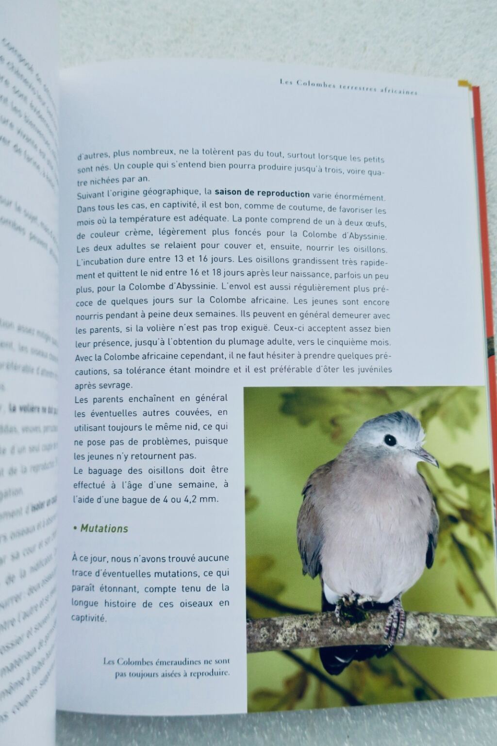 Doves and small dove species care guide