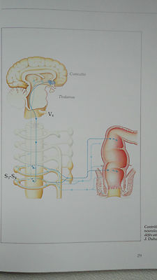 便秘实用医学指南 - Image 3
