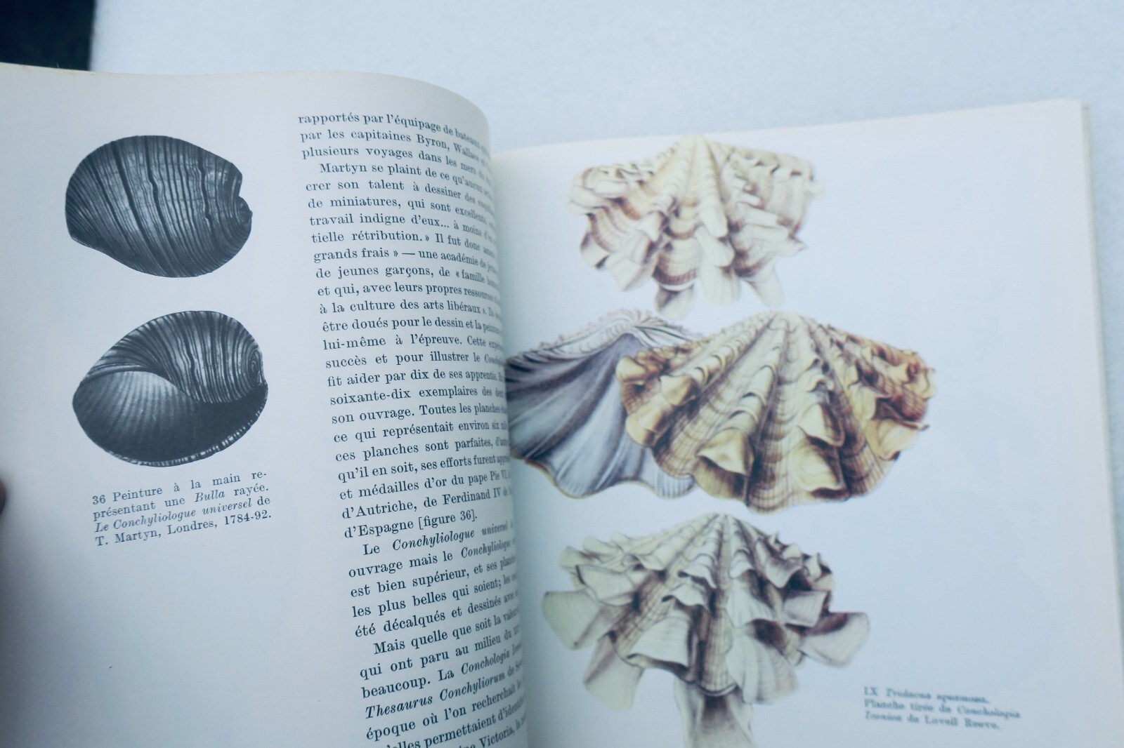 Shells and Marine Life<span class="lla-card-orig-wrap"><span class="lla-card-orig">❦ COQUILLAGES 1964</span></span> - La Librairie Antique