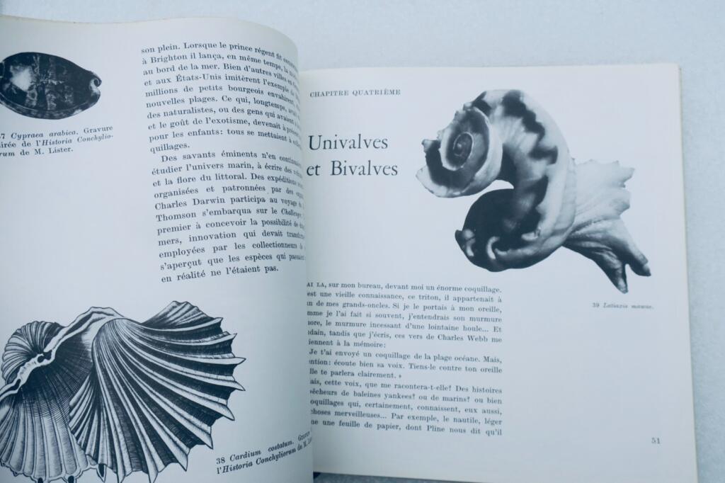 Muscheln in verschiedenen Formen
