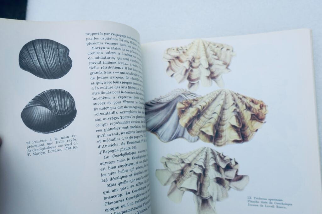 Muscheln in verschiedenen Formen