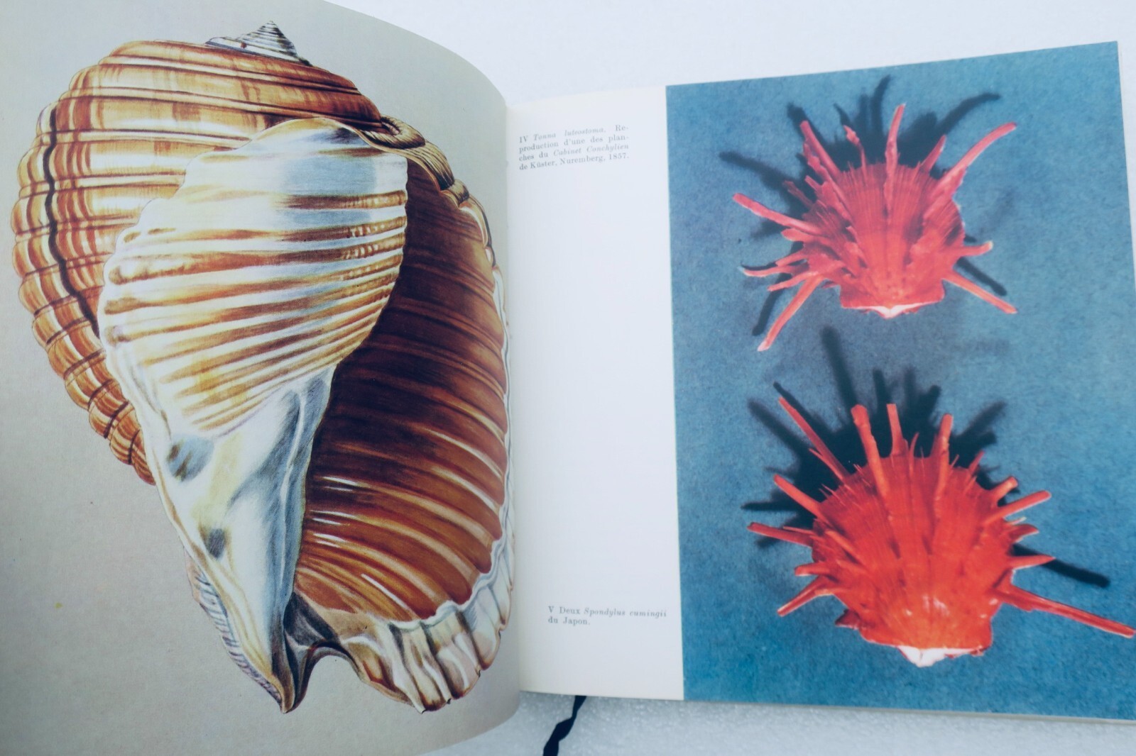 Shells in Different Forms<span class="lla-card-orig-wrap"><span class="lla-card-orig">❦ COQUILLAGES 1964</span></span> - La Librairie Antique