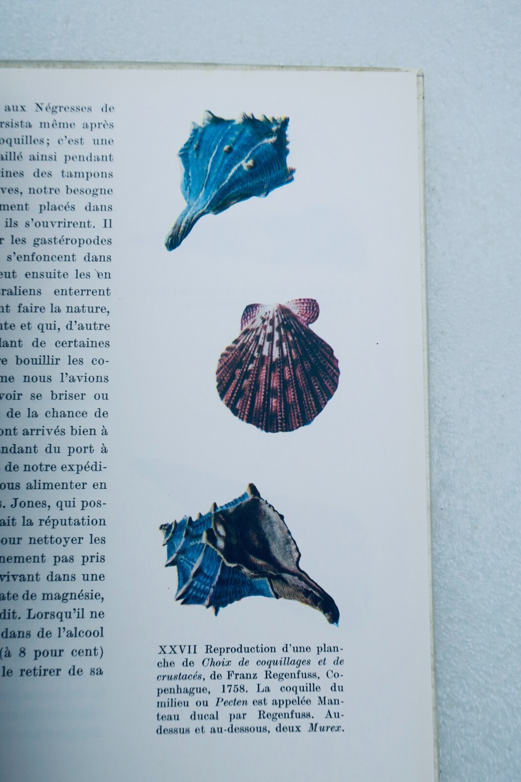 Shells and Marine Life - Image 5