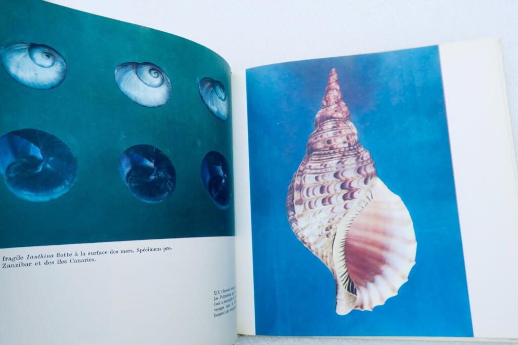 Muscheln in verschiedenen Formen