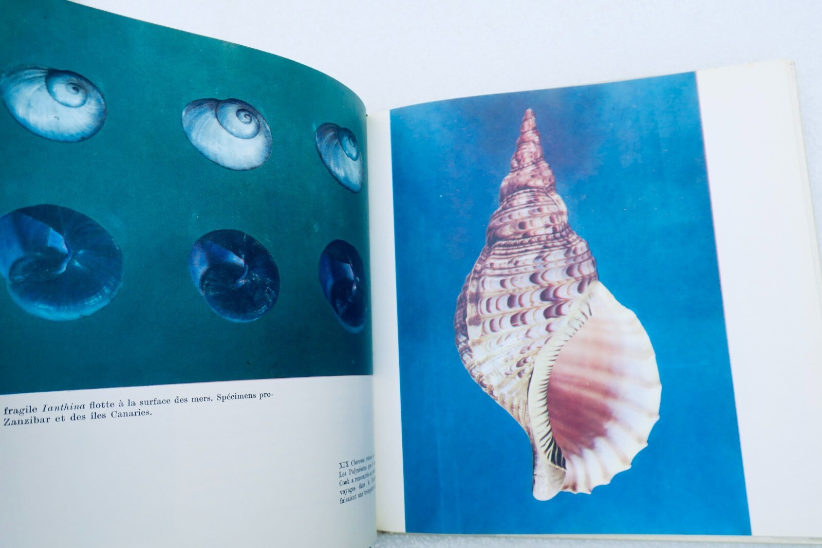 Shells in Different Forms - Image 4