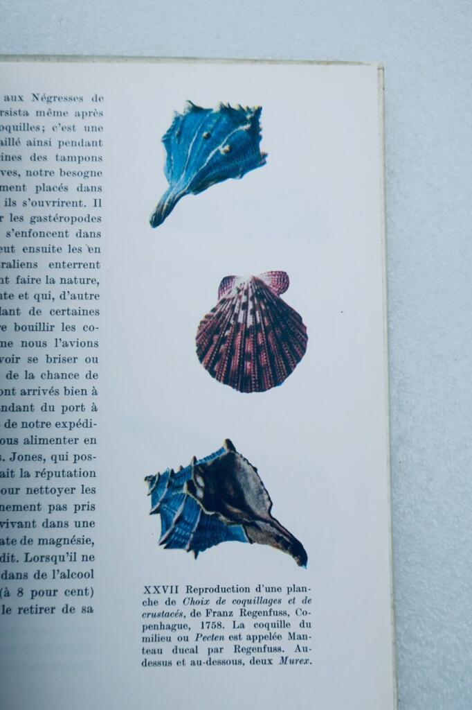 Muscheln in verschiedenen Formen