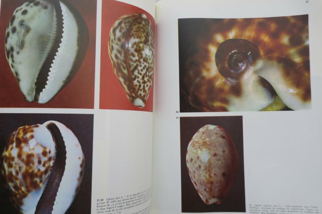 Muscheln und Meeresschnecken