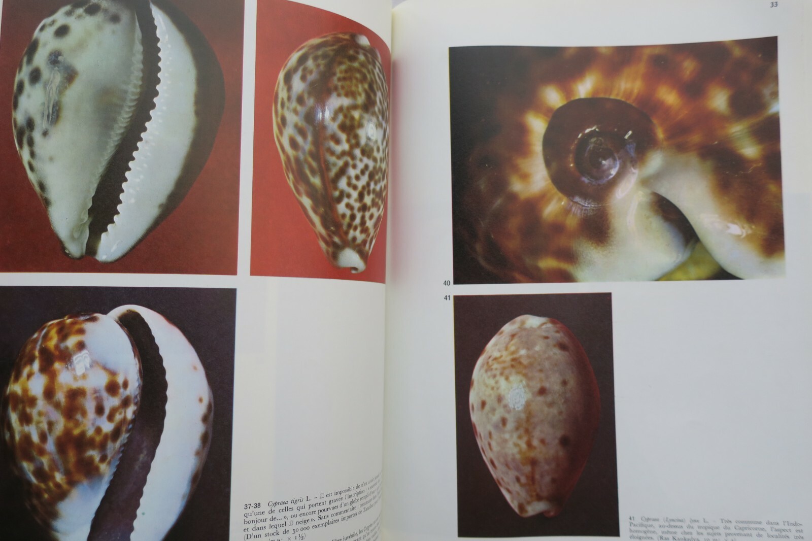 Shells and Mollusks - Image 4