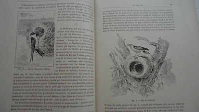 Handwerke und Berufe im Tierreich - Image 7