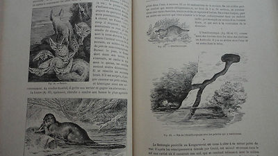 Handwerke und Berufe im Tierreich - Image 5