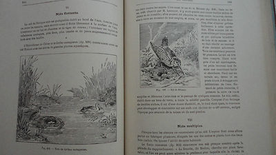 Handwerke und Berufe im Tierreich - Image 3
