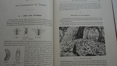Handwerke und Berufe im Tierreich - Image 6