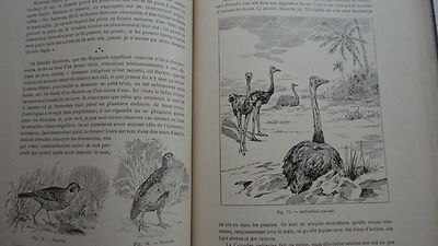 Handwerke und Berufe im Tierreich - Image 4