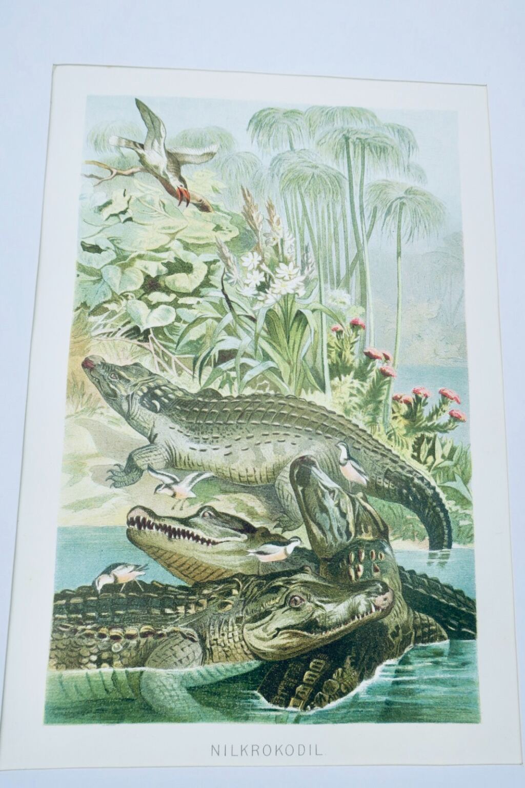 Chromolithografie von Nilkrokodilen