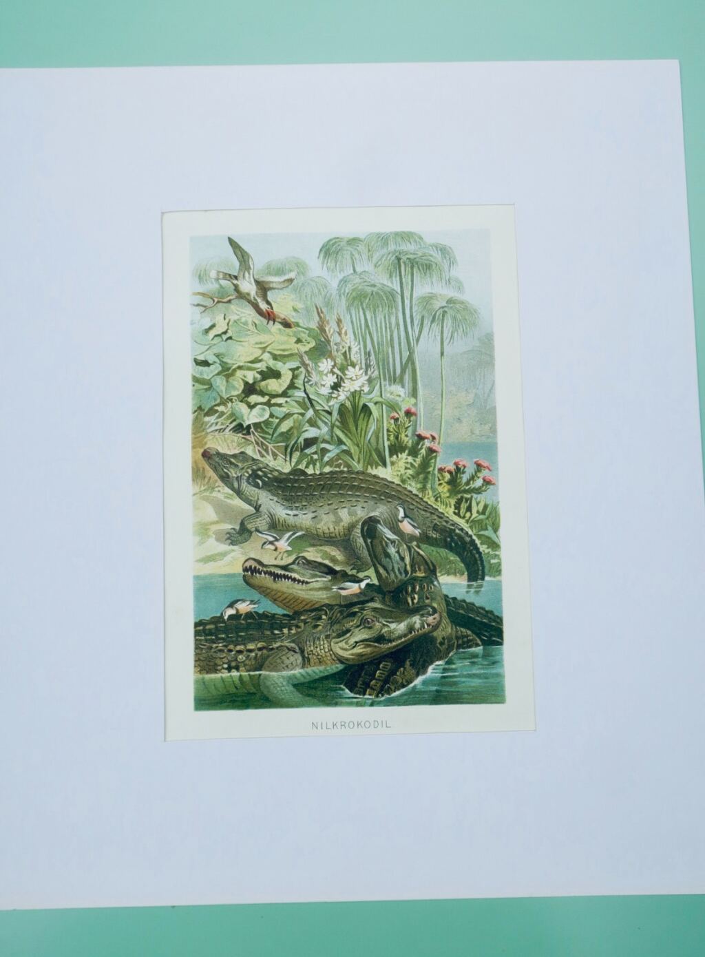 Chromolithografie von Nilkrokodilen