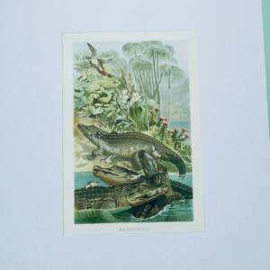 Crocodiles du Nil Chromolithographie