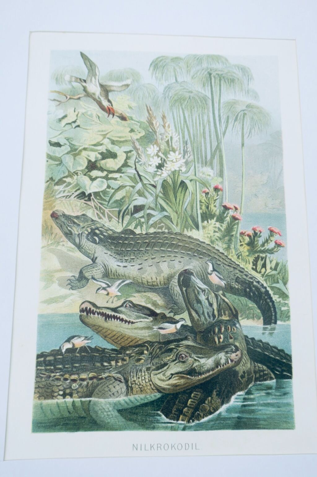Chromolithografie von Nilkrokodilen
