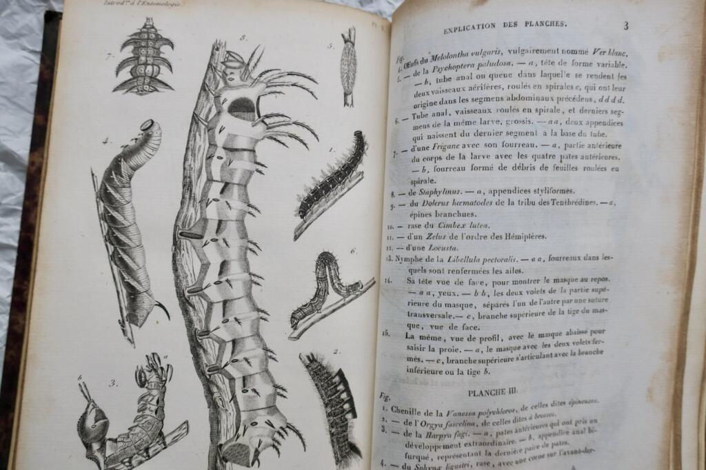 Introduction to Insect Study