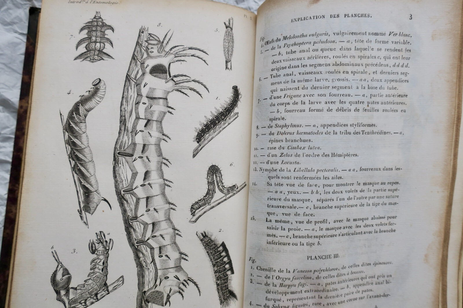 Entomologie LACORDAIRE Introduction à l'entomologie 1834