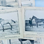 Equitation COURS CONCOURS La France Chevaline 345 cartes - La Librairie Antique
