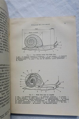 Übersicht über essbare Schnecken und Frösche