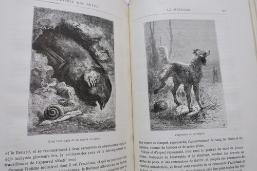 Wesen der Tiere - Image 3