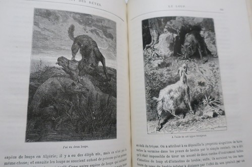 Wesen der Tiere - Image 4
