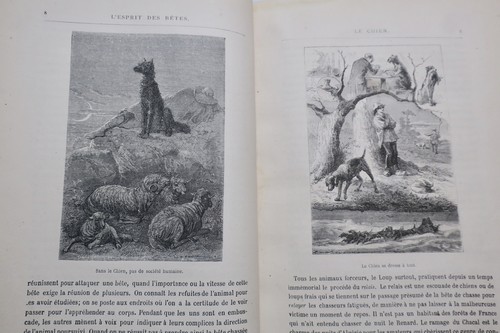 Wesen der Tiere - Image 6