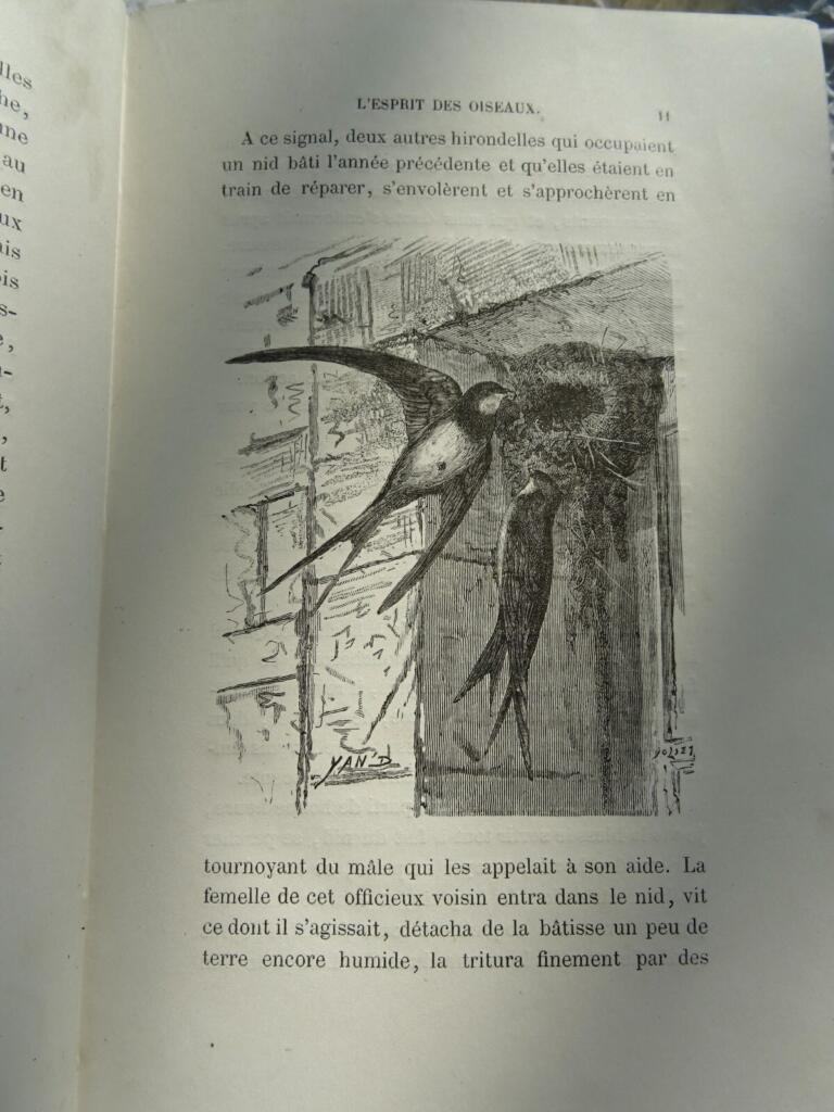 Ornithological study with naturalist illustrations