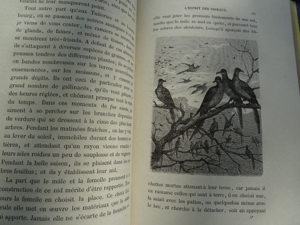 ESPRIT DES OISEAUX 1867