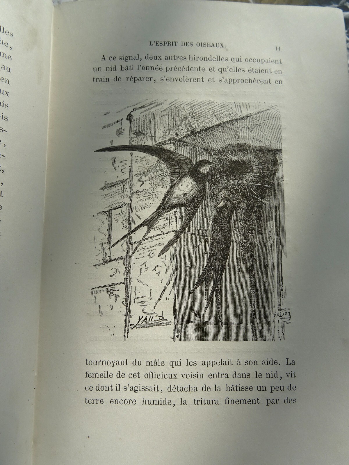 Vögel: Eine Studie über den Geist - Image 9