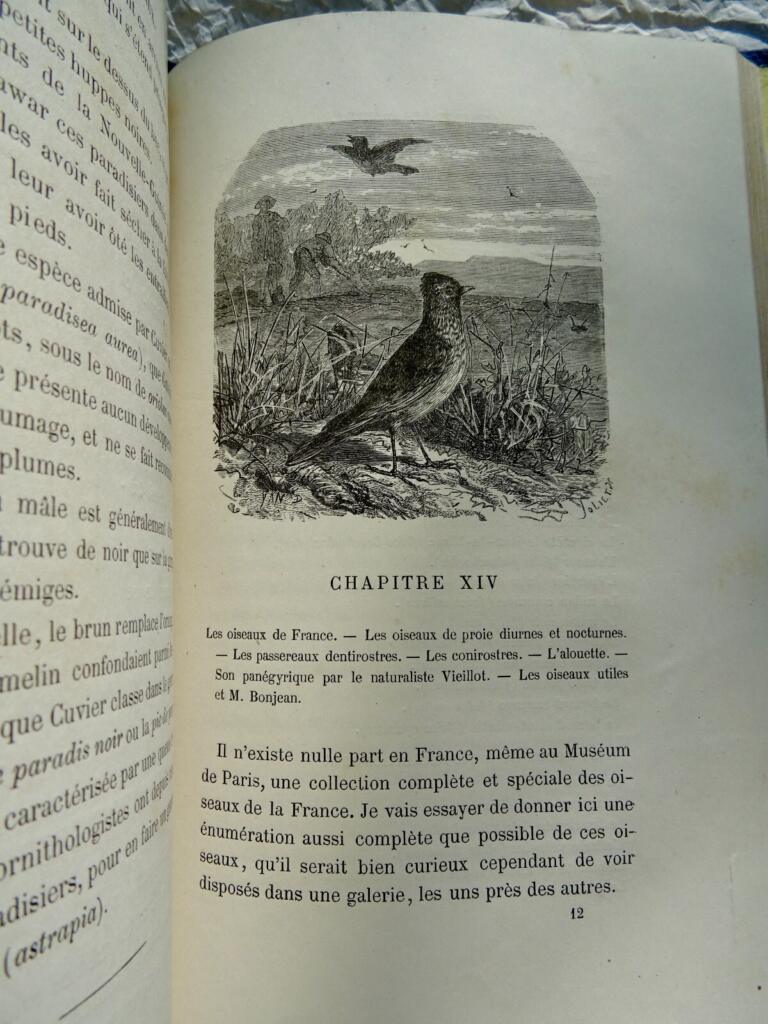 Ornithological study with naturalist illustrations