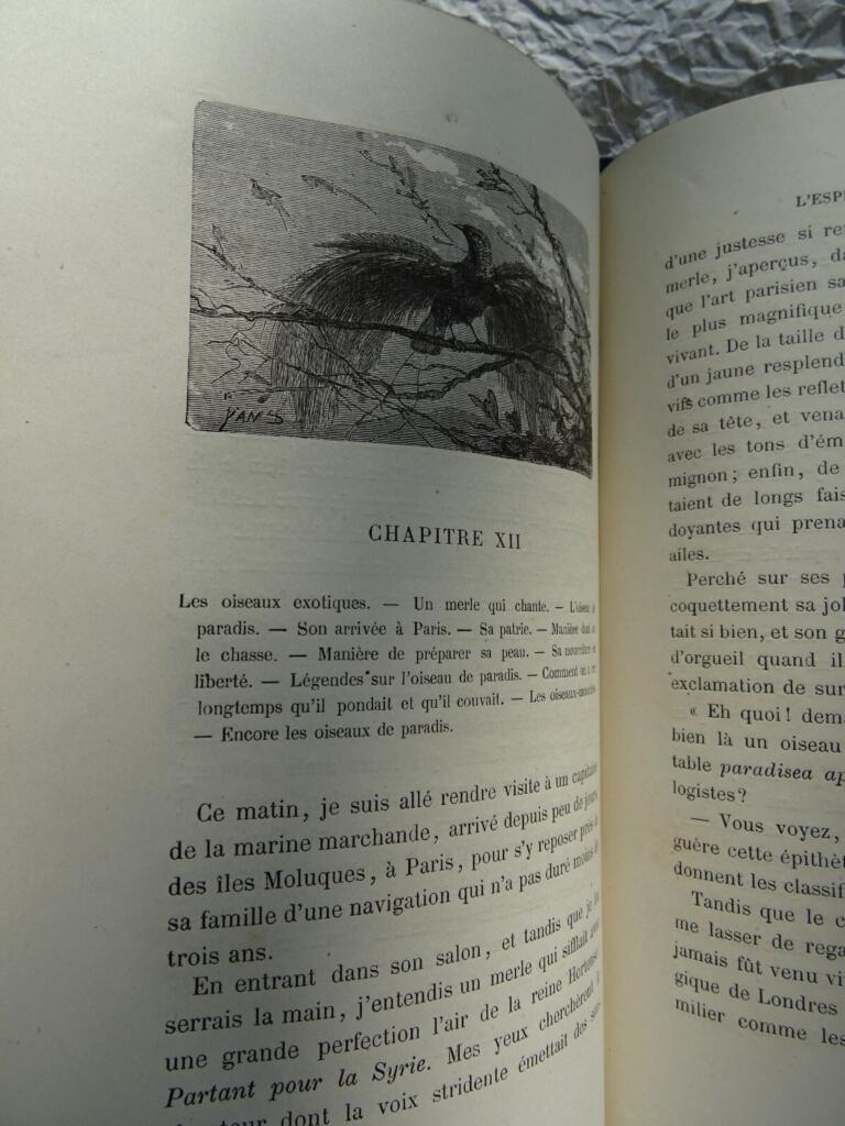 Ornithological study with naturalist illustrations